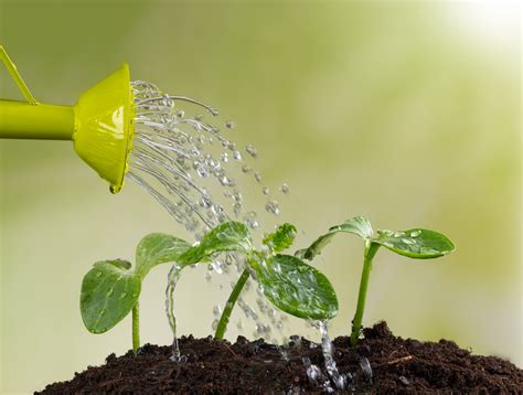 水澆太多怎麼辦|【園藝救星】水澆太多怎麼辦？搶救愛苗的急救指南 